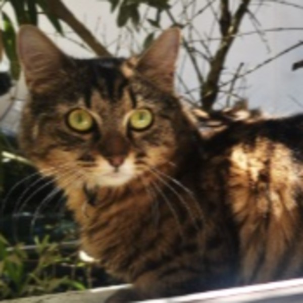 Photo de Choubi