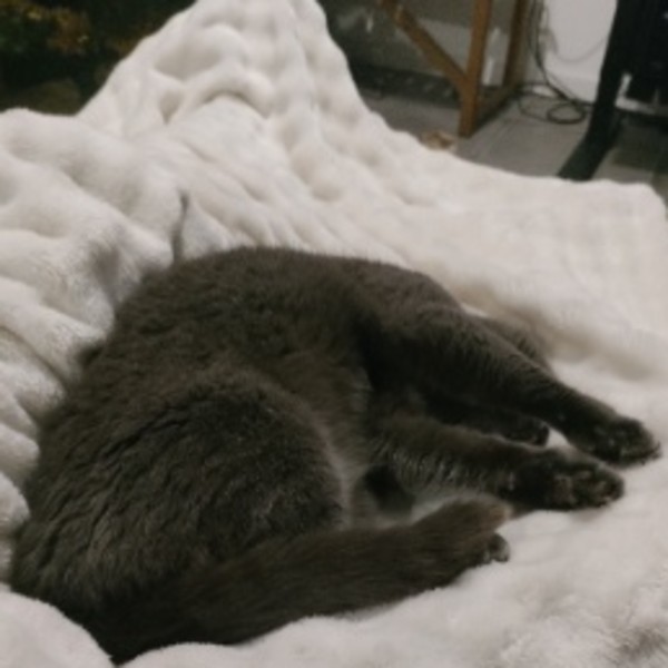 Rikiki