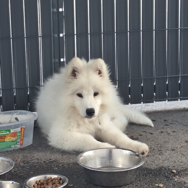 Photo de Balou