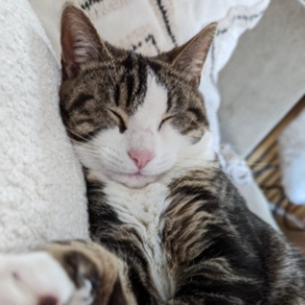 Mouchette