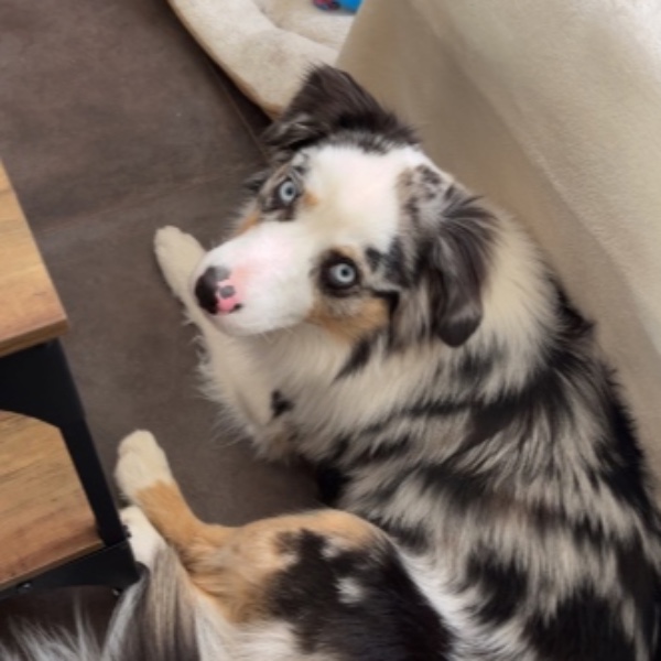 Milo