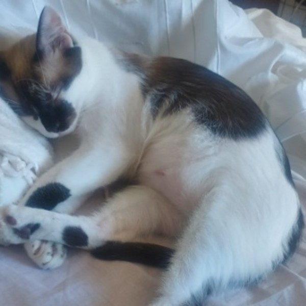 Caramel