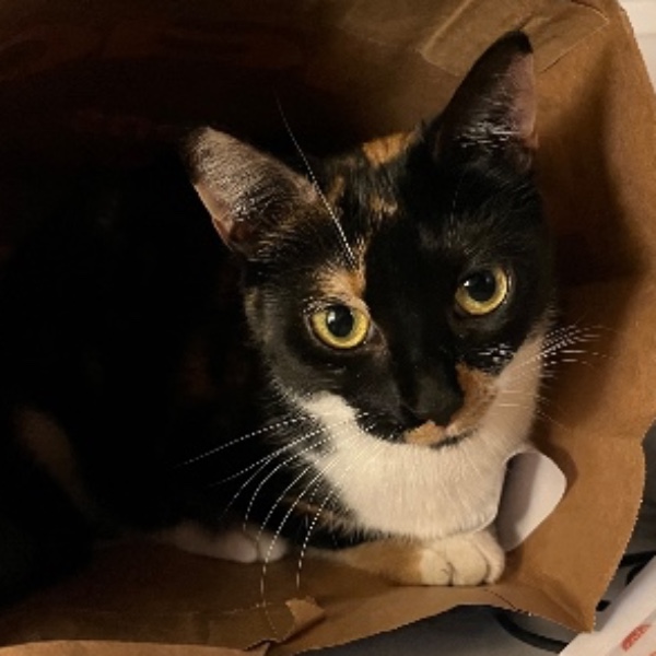Kali