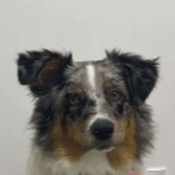 Ady