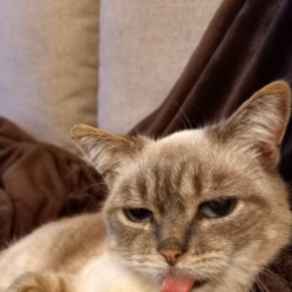 Mia ou Mimi