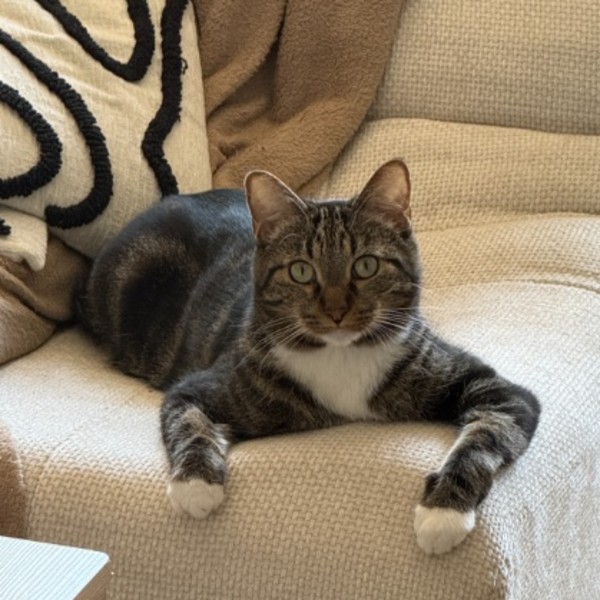 Merlin