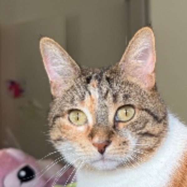 Photo de Minette