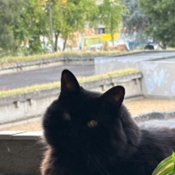 Guapo
