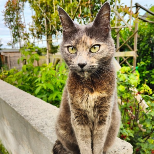 Photo de Pépite
