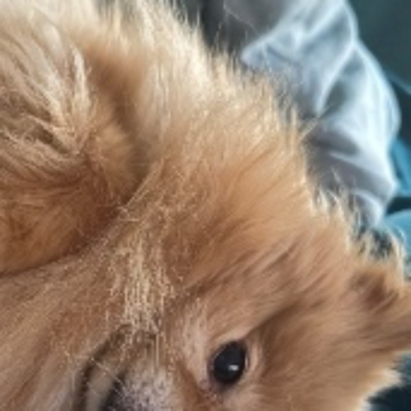Tia