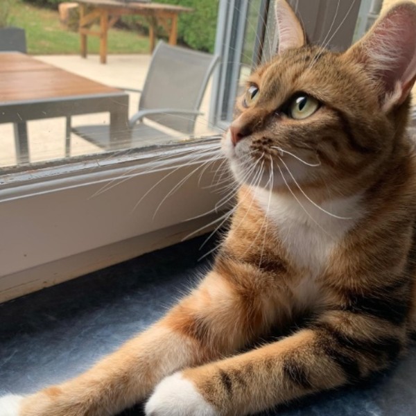 Nova