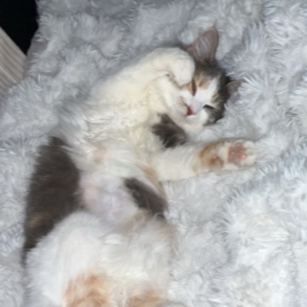 Praline