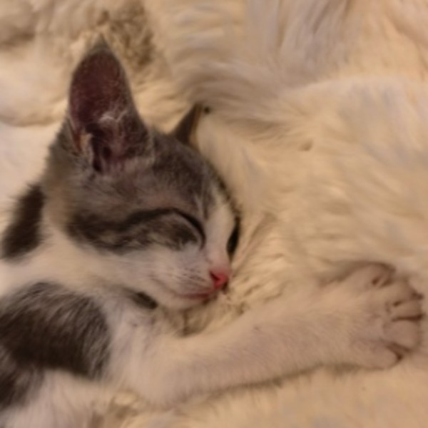 Minette