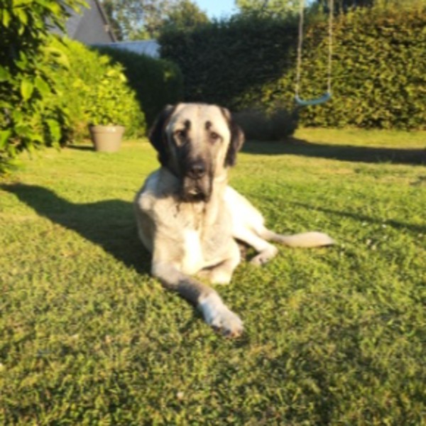 Oscar