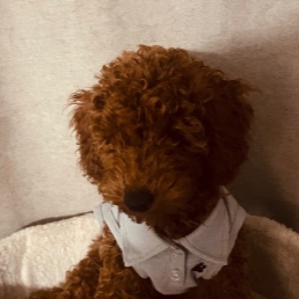 Photo de Biscuit