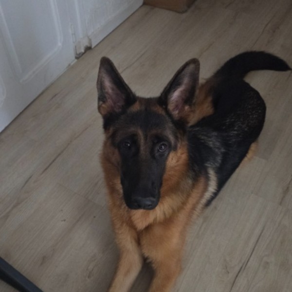 Arya