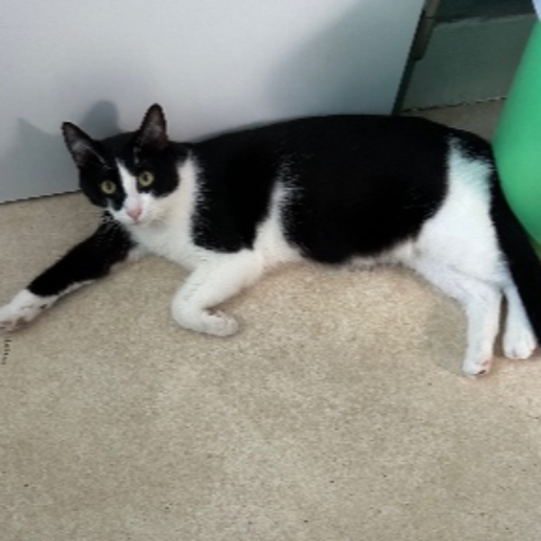 Photo de Tiki