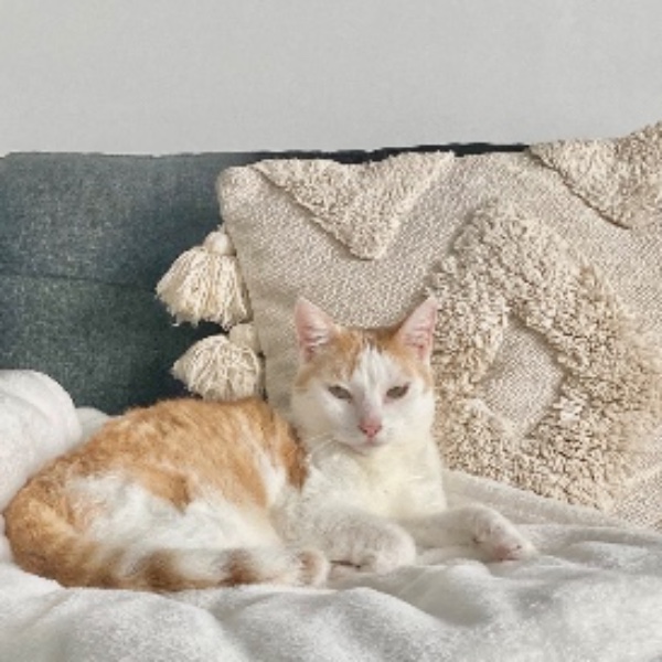 Photo de Simba