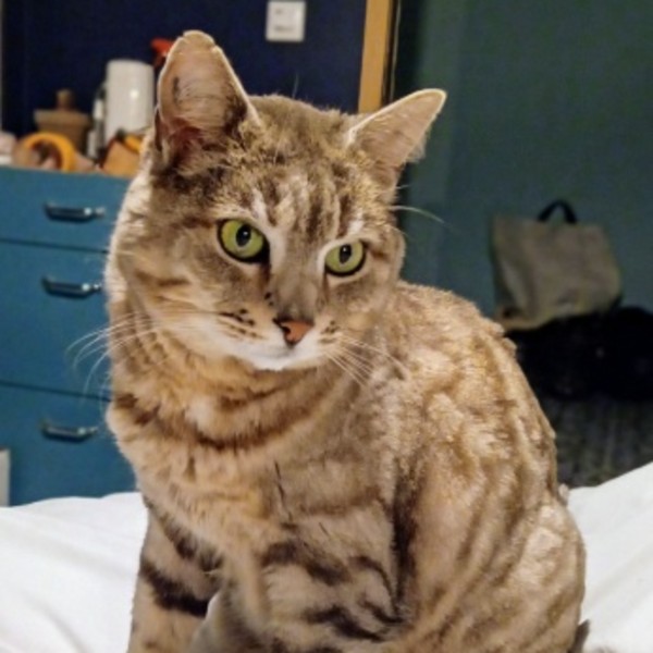 Photo de Milo
