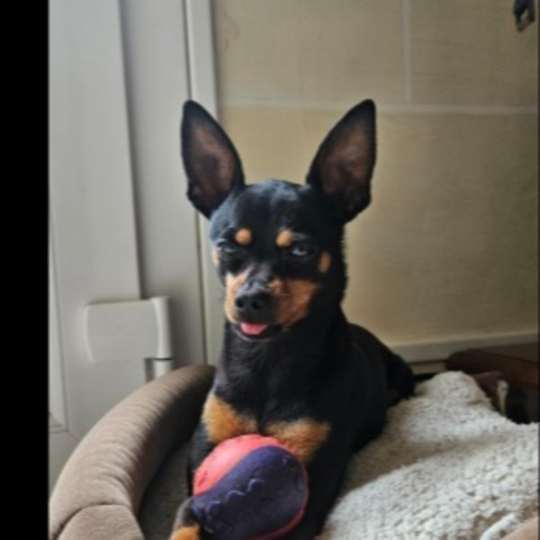 Photo de Saya