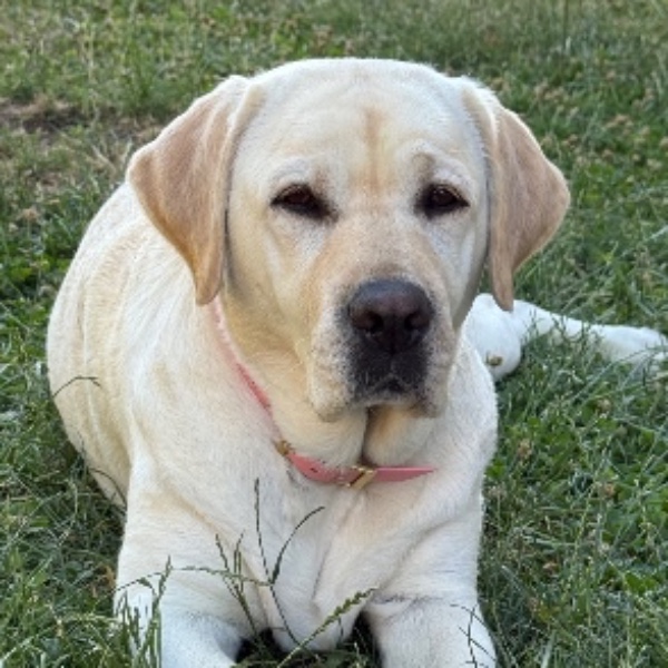 Photo de Rose