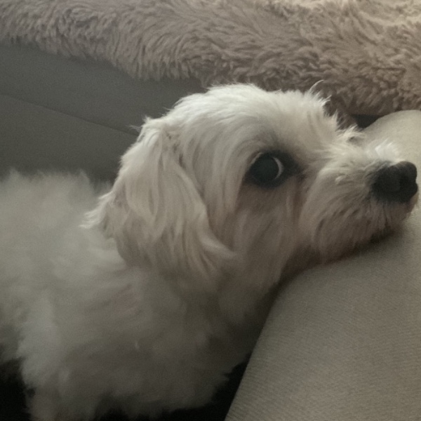 Photo de Olaf