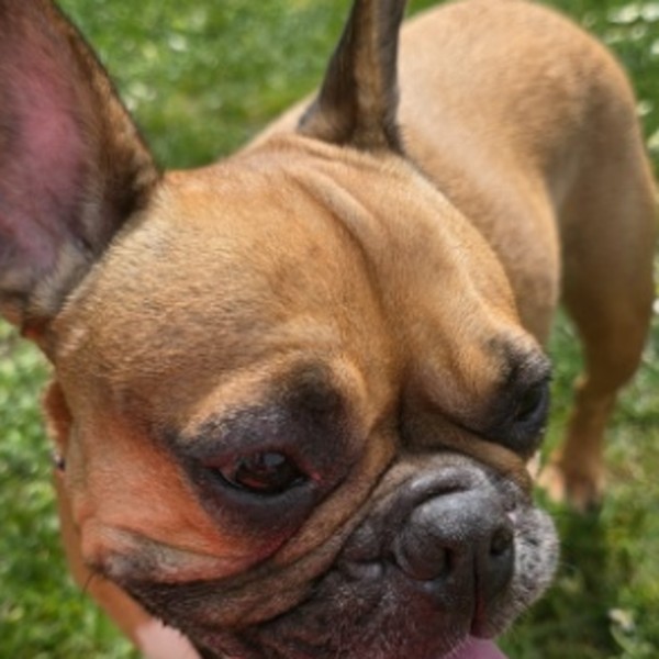 Photo de Stella