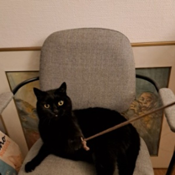 Bongo