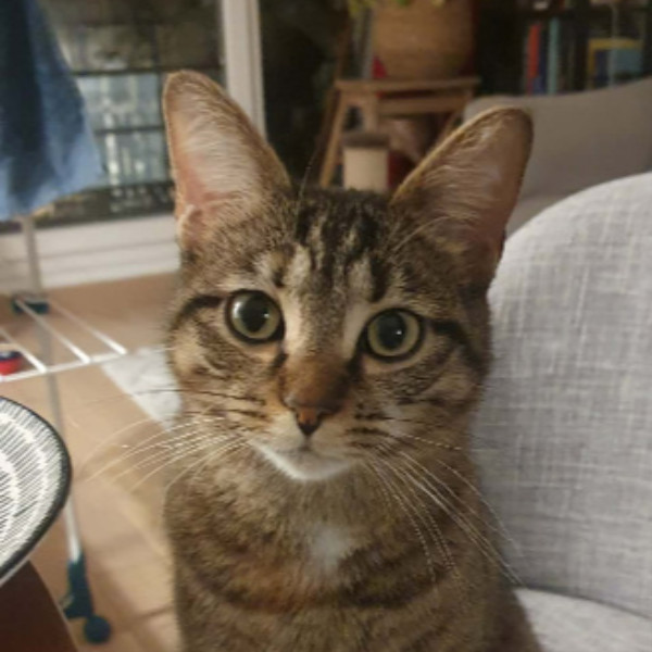 Nala