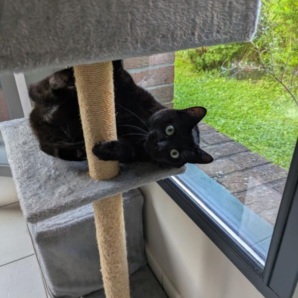 Photo de Bagheera