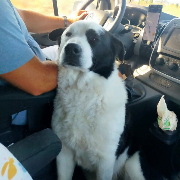 Photo de Baloo