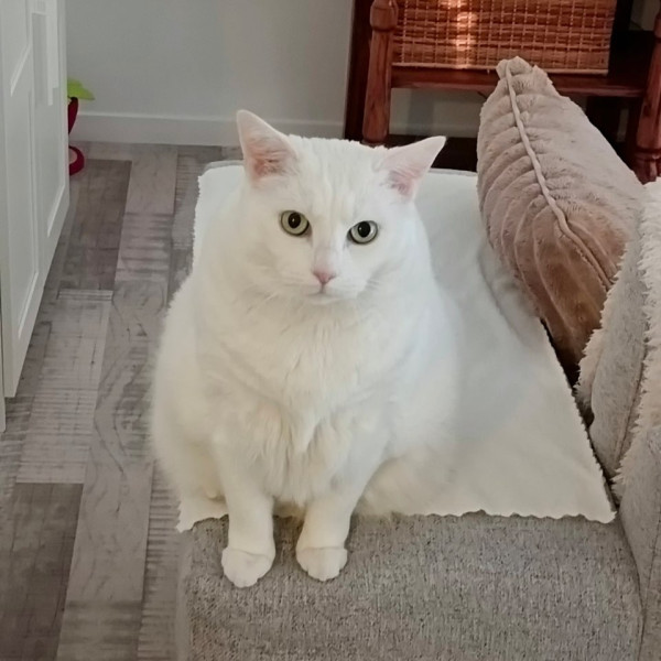Photo de Meringue