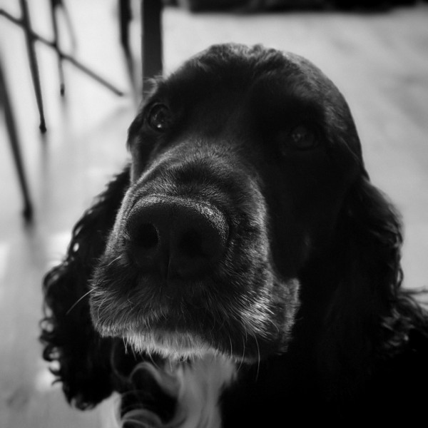 Photo de Pet’rus