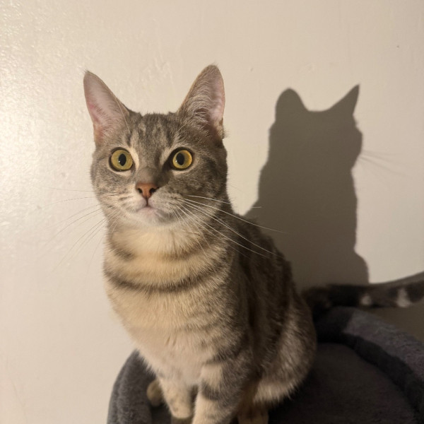 Lily