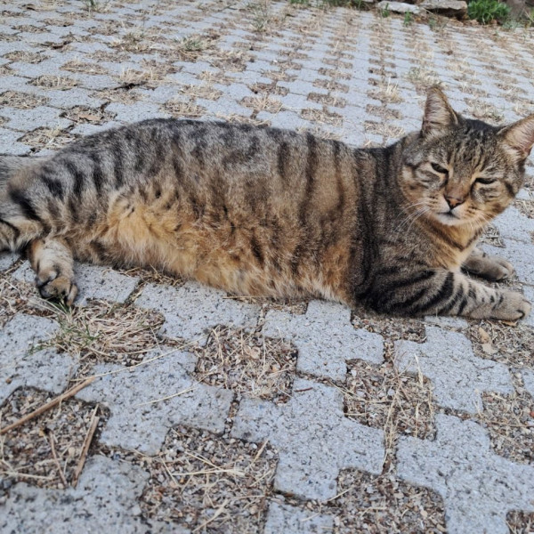 Photo de Tigui