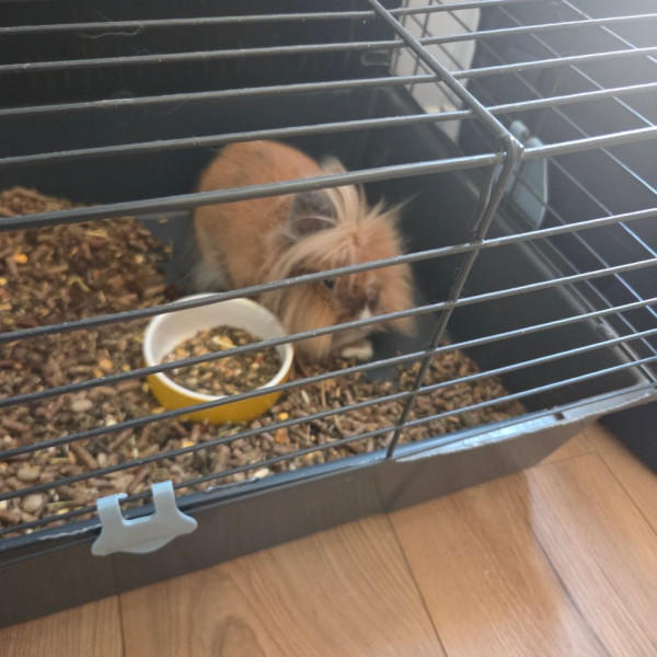 Photo de Panpan