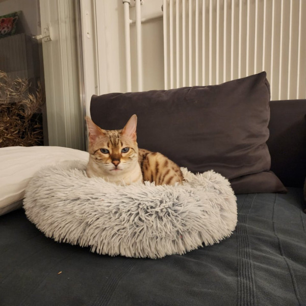 Lücy