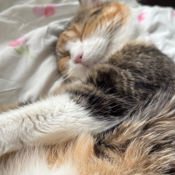 Cannelle