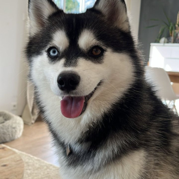 Nova