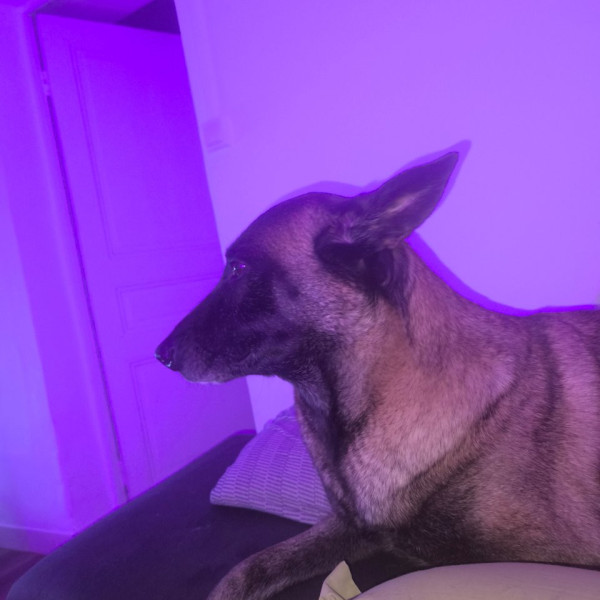Photo de Ori