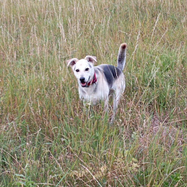 Rixie