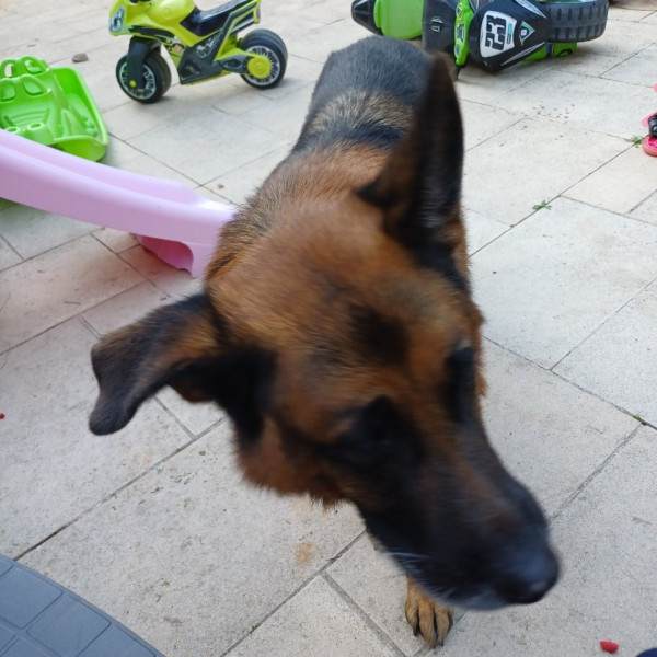 Photo de Nestor