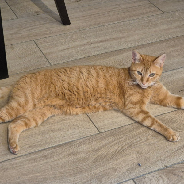 Chatouille