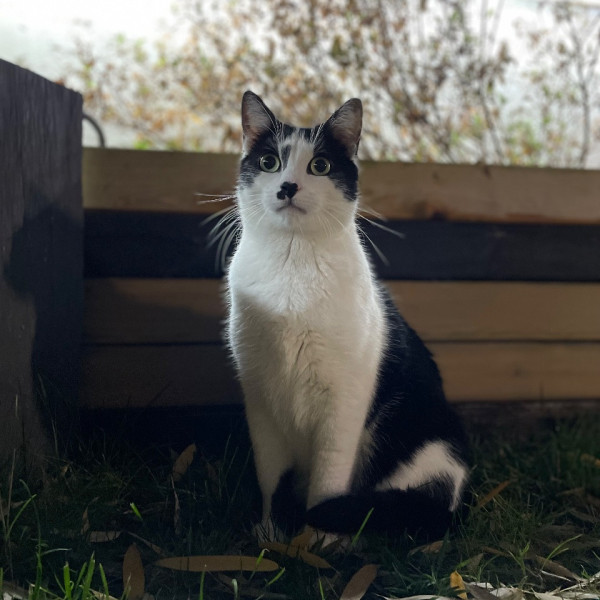 Photo de Marley