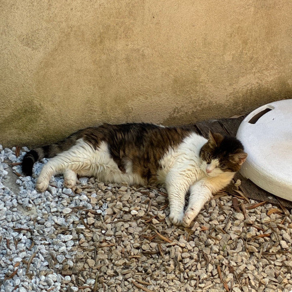 Photo de Misska