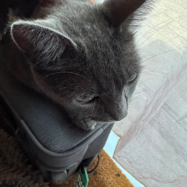 Stella
