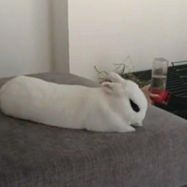 Merlin