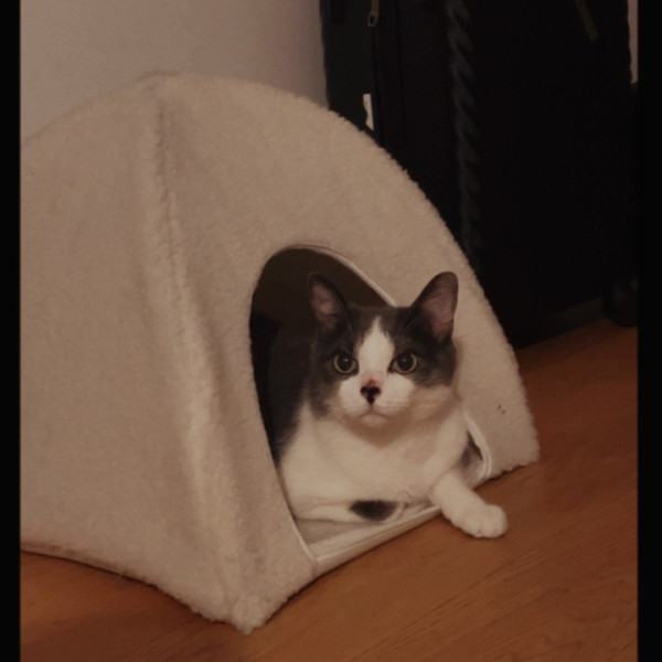 Loki
