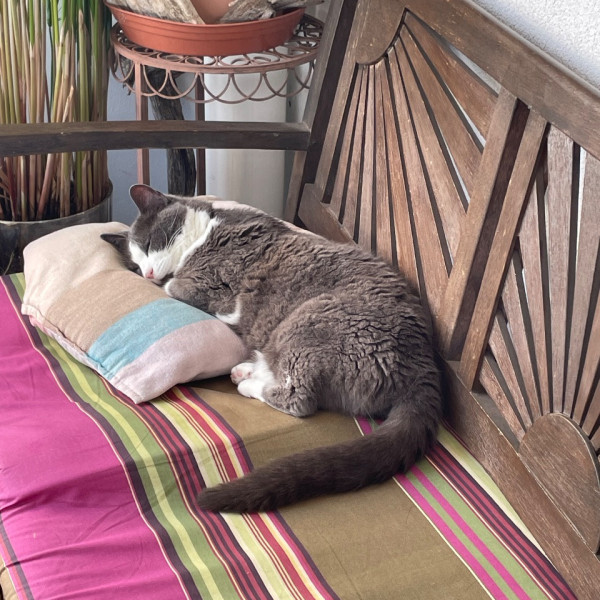 Photo de kitty
