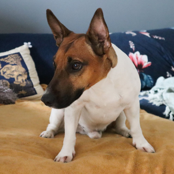 Photo de Merlin